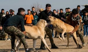 جنگ سگ‌ها در گلوگاه مازندران 2