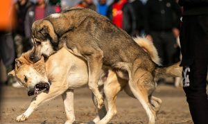 جنگ سگ‌ها در گلوگاه مازندران 3