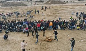 جنگ سگ‌ها در گلوگاه مازندران 7