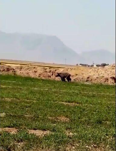 ماجرای درگیری سگهای گله و یک خرس در محمود آباد زرقان
