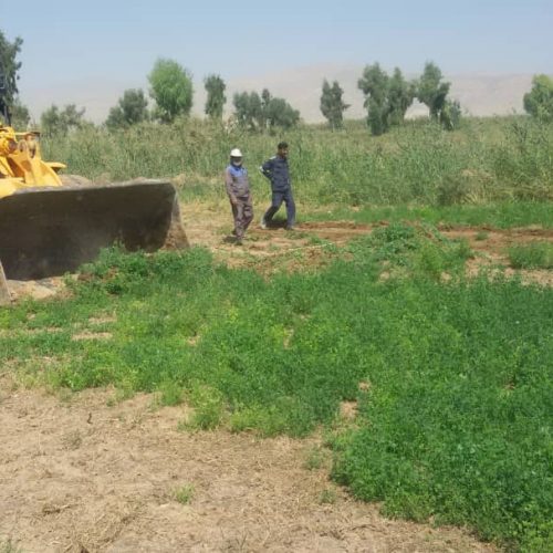 تخریب محصولات کشاورزی فاضلابی در مزارع جنوب شیراز