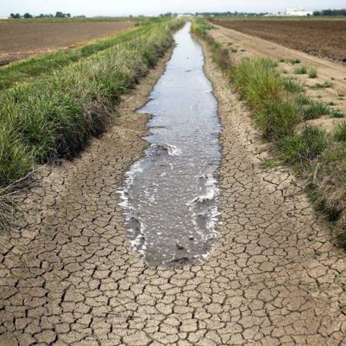 کشت برنج با برداشت آب از عمق ۳۰۰ متری زمین در استان فارس