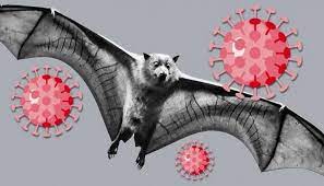 کشف نوع جدیدی از ویروس کرونا در خفاش‌های  چینی
