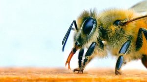 زنبور عسل 2