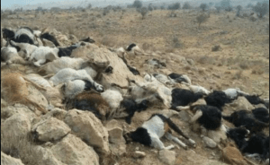 صاعقه زدن گوسفندان