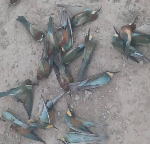 جزئیات تازه از کشتار بیرحمانه سبزقباها در ارسنجان و داراب