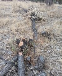 قطع درختان در ممسنی 6 e1632039017925