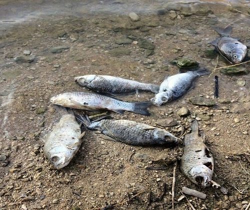 مرگ خاموش هزاران ماهی و بی توجهی محیط زیست در عسلویه
