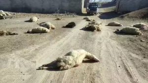 مرگ گله ای گوسفندان در بوانات بر اثر مسمومیت ناشی از تریلی عبوری