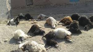 مرگ گله ای ۱۱۵ راس گوسفند در شهرستان نی ریز