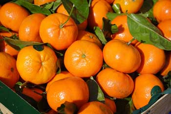ماجرای عجیب  نارنگی های کِرم‌دار