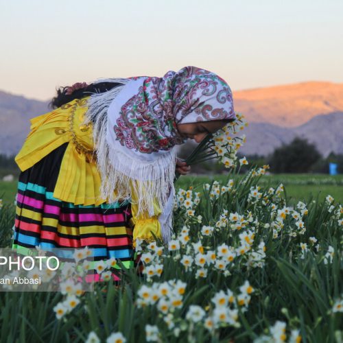 نرگس زارهای زیبای اسیر گله‌دار در استان فارس