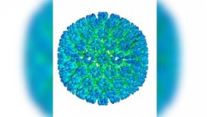 ویروس عامل بیماری «ام اس» شناسایی شد