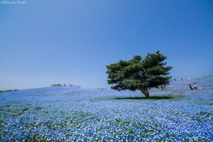 پارک ساحلی بی نظیر هیتاچی ژاپن 3