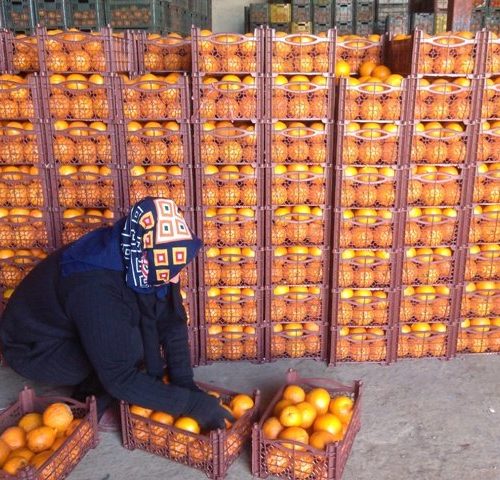 فساد بیش از ۶۰۰ هزار تن سیب و پرتقال در سردخانه های کشور/ ناچار باید دفن شوند