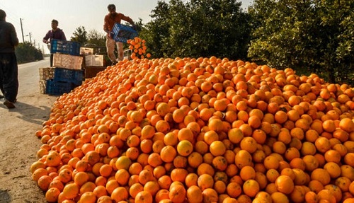 هزاران تن سیب و پرتقال در آستانه فاسد شدن