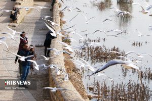 پرندگان مهاجر شیراز 10