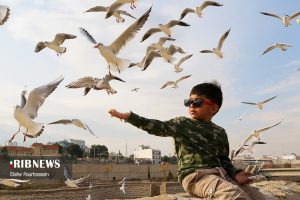 پرندگان مهاجر شیراز 11
