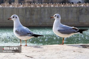 پرندگان مهاجر شیراز 12