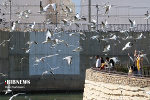 پرندگان مهاجر شیراز 13