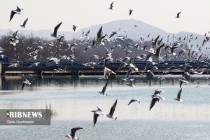 پرندگان مهاجر شیراز 16