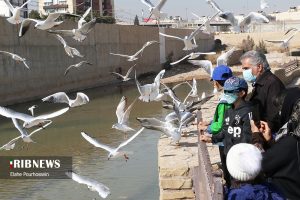 پرندگان مهاجر شیراز 18
