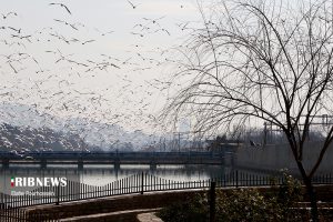 پرندگان مهاجر شیراز 19