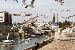 پرندگان مهاجر شیراز 2