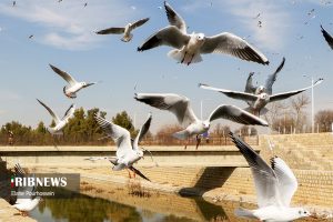 پرندگان مهاجر شیراز 20