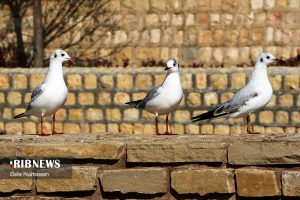 پرندگان مهاجر شیراز 25