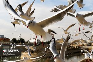 پرندگان مهاجر شیراز 27