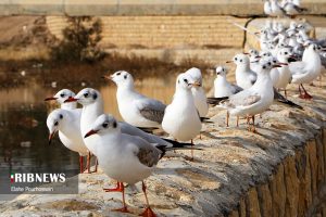 پرندگان مهاجر شیراز 8