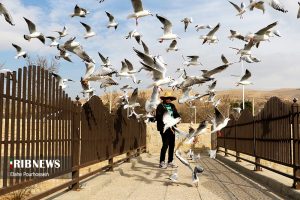 پرندگان مهاجر شیراز 9