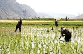 کشت برنج در فارس