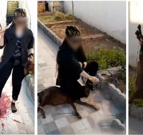 قصابی وحشتناک حیوانات توسط زنان در تهران + عکس ها