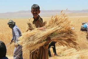 اعلام قیمت جدید گندم توسط رئیس کمیسیون کشاورزی