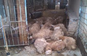 هلاکت ۱۶ گوسفند بر اثر  برخورد صاعقه در لارستان